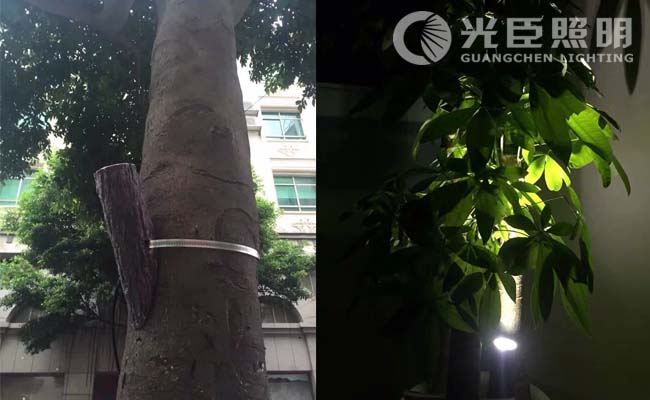 照樹(shù)燈
